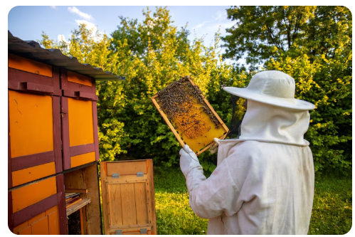 Bee Removal